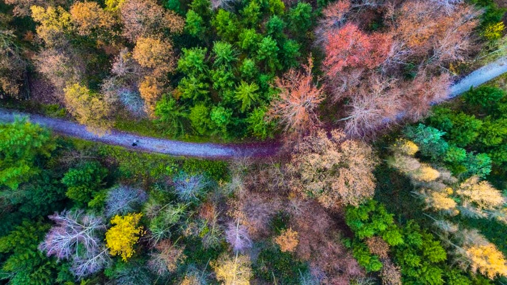 A new measurement method allows researchers to detect stressed trees from the air. (symbolic image)