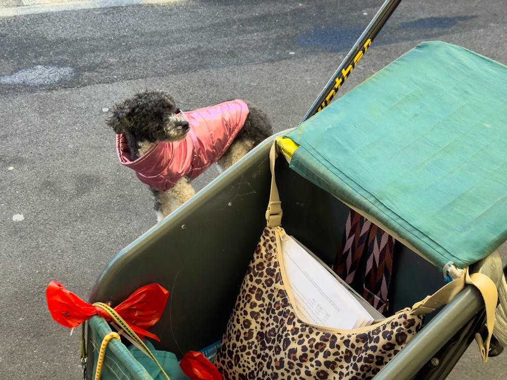 Der Pudel kam am Montag mit zur Gerichtsverhandlung.