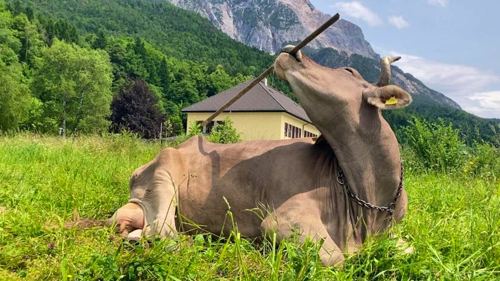 Portrait de Veronika une vache qui utilise un balai pour se gratter - Gallery. Même assise, la vache peut se gratter avec un bâton.