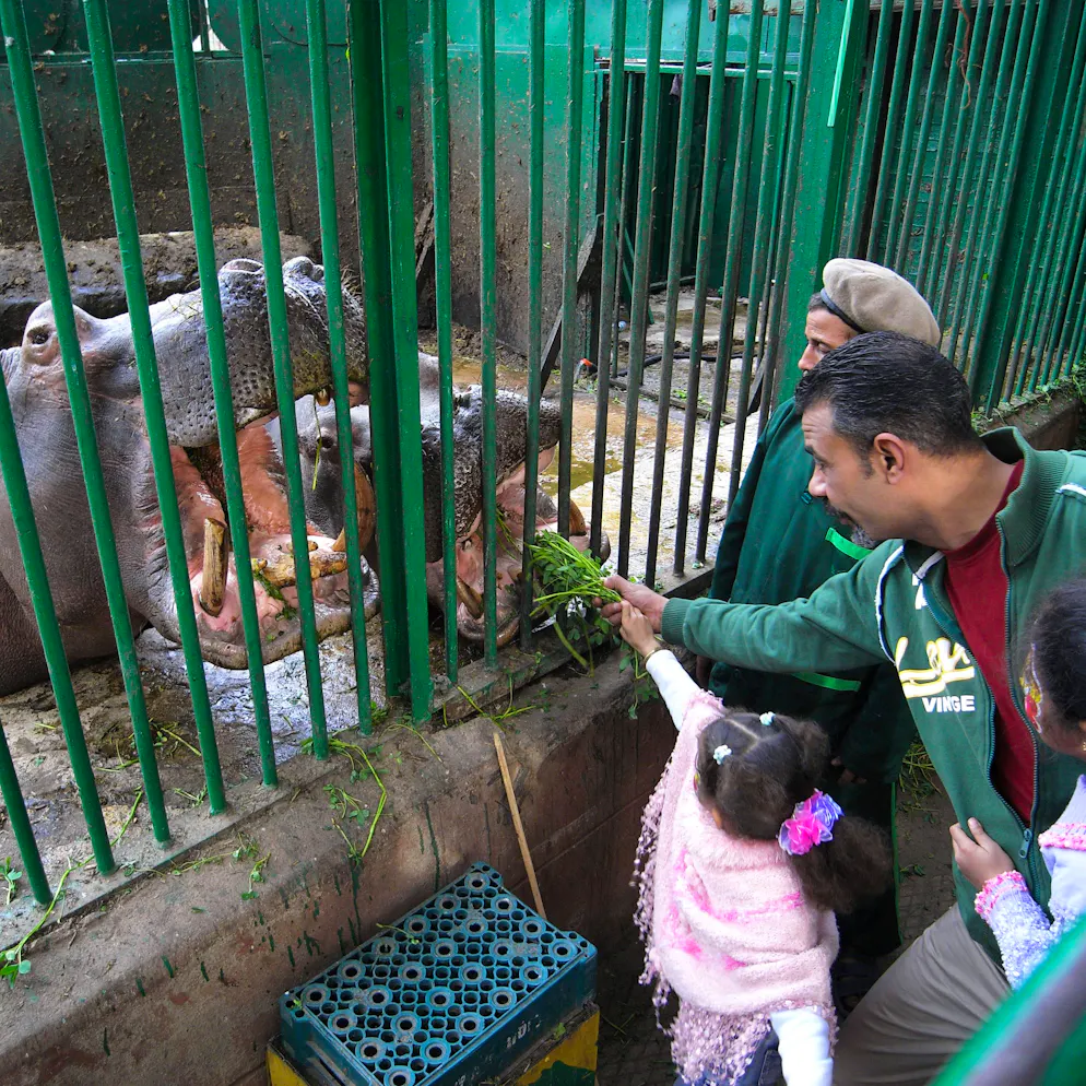 Kairo Zoo. Diese Fotos entstanden noch vor der Schliessung des Zoos in Gizeh, vor Beginn der Renovierungsarbeiten. Füttern ist erlaubt und die Ägypter*innen lieben es: Ob Nilpferde, Löwen oder Wölfe – Besucher gehen auf Tuchfühlung mit selbst exotischen Zootieren.