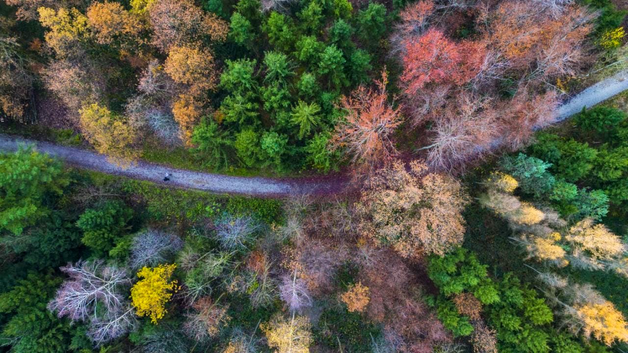Ökologie. Mit Drohnen überwachen Forschende die Gesundheit des Waldes