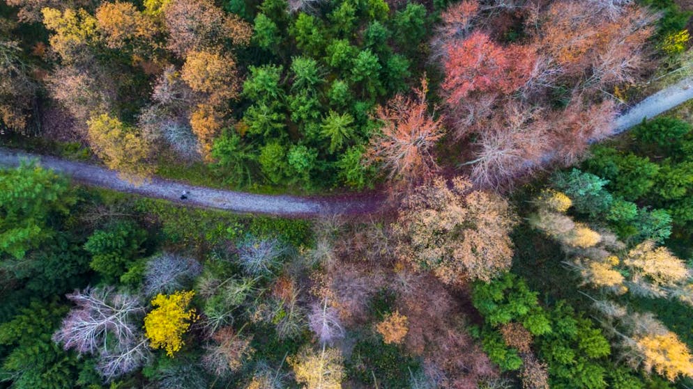 Mit einer neuen Messmethode können Forschende gestresste Bäume aus der Luft erkennen. (Symbolbild)