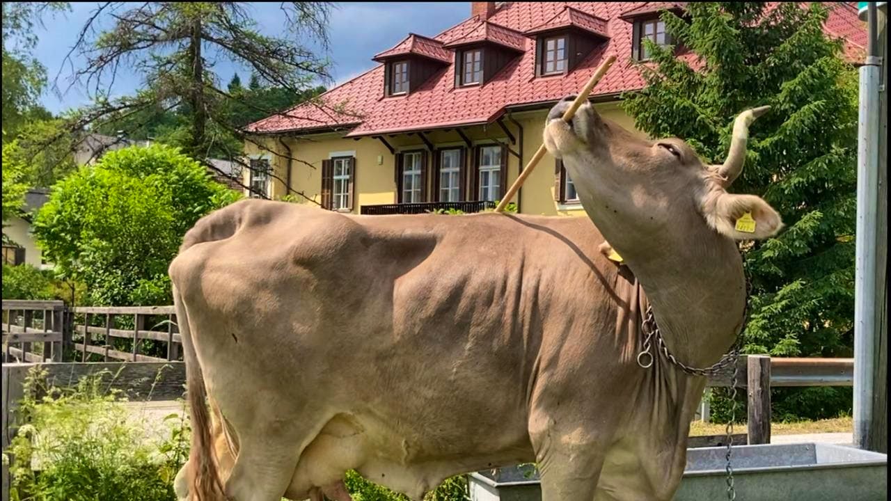 Biology. Cows are more intelligent than expected, according to new study