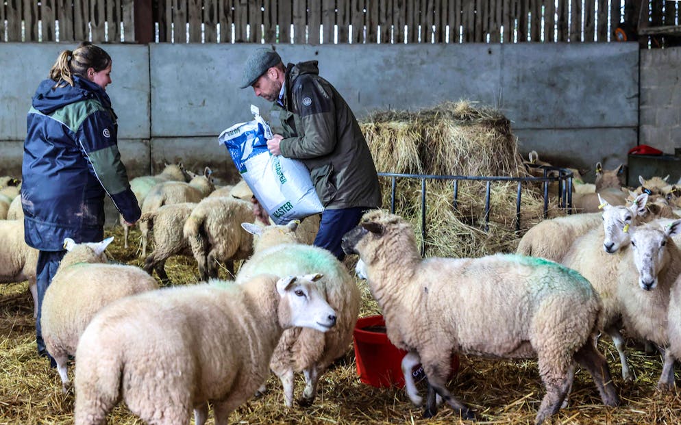 Il principe William in fattoria.