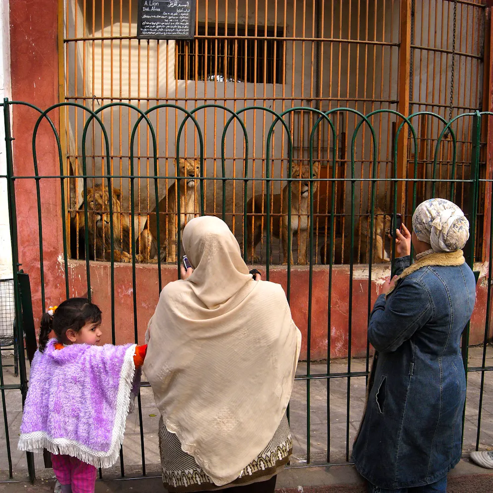Kairo Zoo. Dieses Bild macht das Dilemma vor der Sanierung deutlich: Drei Löwen in einem viel zu kleinen Gehege. Von artgerechter Haltung konnte im alten Zoo kaum die Rede sein.