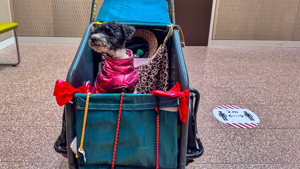 Judge brought out the yardstick. Pensioner (85) convicted for missing dog ticket - now she has to pay 1,000 francs