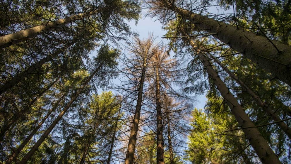 Écologie. Des drones pour détecter le stress hydrique des forêts suisses