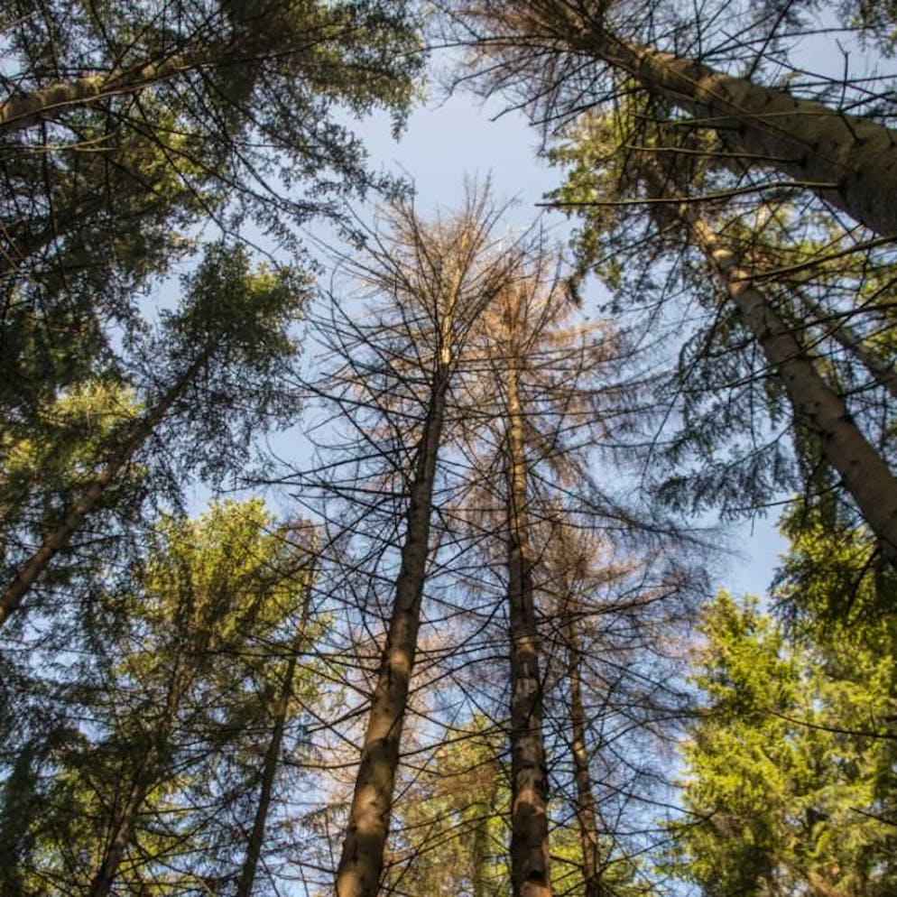 Écologie. Des drones pour détecter le stress hydrique des forêts suisses
