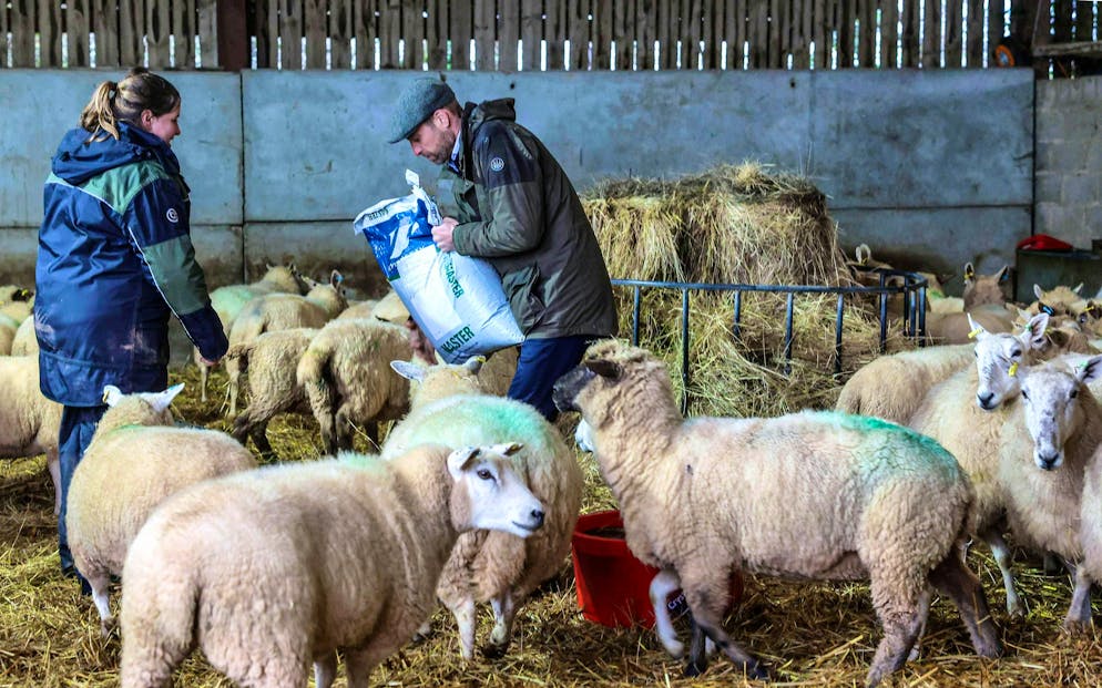 William a prêté main forte dans une ferme familiale dans le Herefordshire.