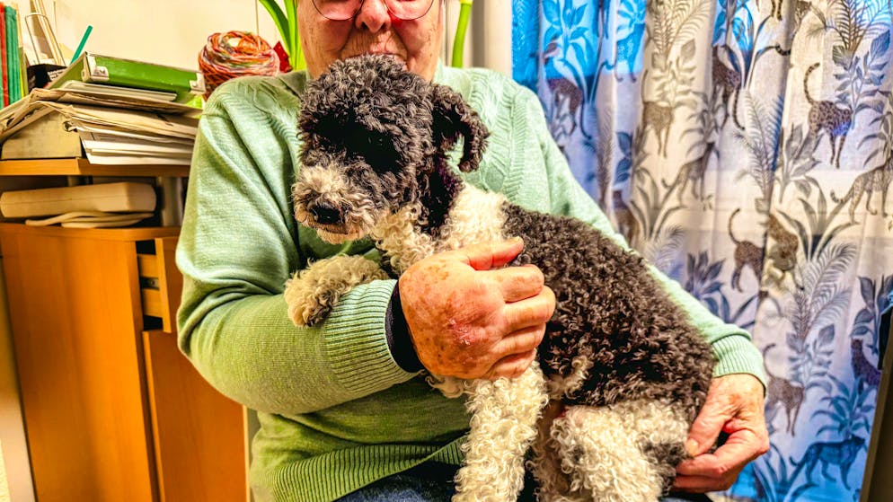 Ecco la sua storia. 85enne multata per aver portato il cane sul bus, oggi si difende da sola in tribunale