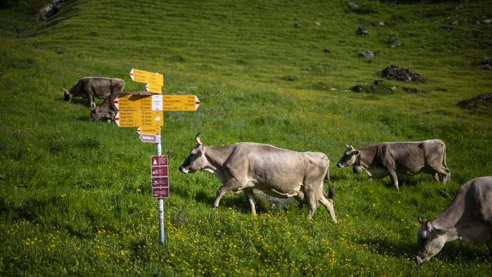 Ein gelber Wegweiser mit weiss-rot-weisser Spitze schilderte vor Ort den Heidiweg im Pizolgebiet als «Bergwanderweg» aus. (Symbolbild)