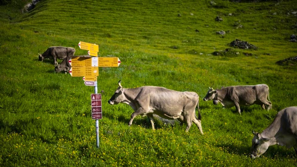 A yellow signpost with a white-red-white tip marked the Heidiweg in the Pizol region as a "mountain hiking trail". (symbolic image)