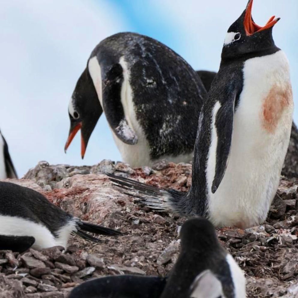 Rythmes bouleversés. En Antarctique, les manchots avancent leur période de reproduction