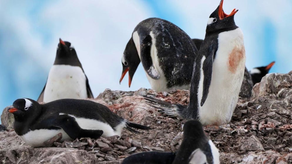 Les manchots papous, une espèce "généraliste" qui change facilement de régime alimentaire, s'adaptent mieux à un climat relativement plus tempéré (archives).