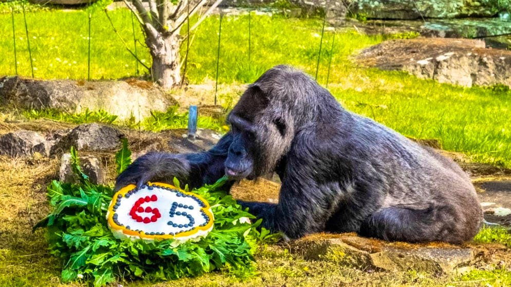 There are more and more elderly animals in zoos and too little space for offspring. Researchers believe more targeted culling is necessary. (archive picture)