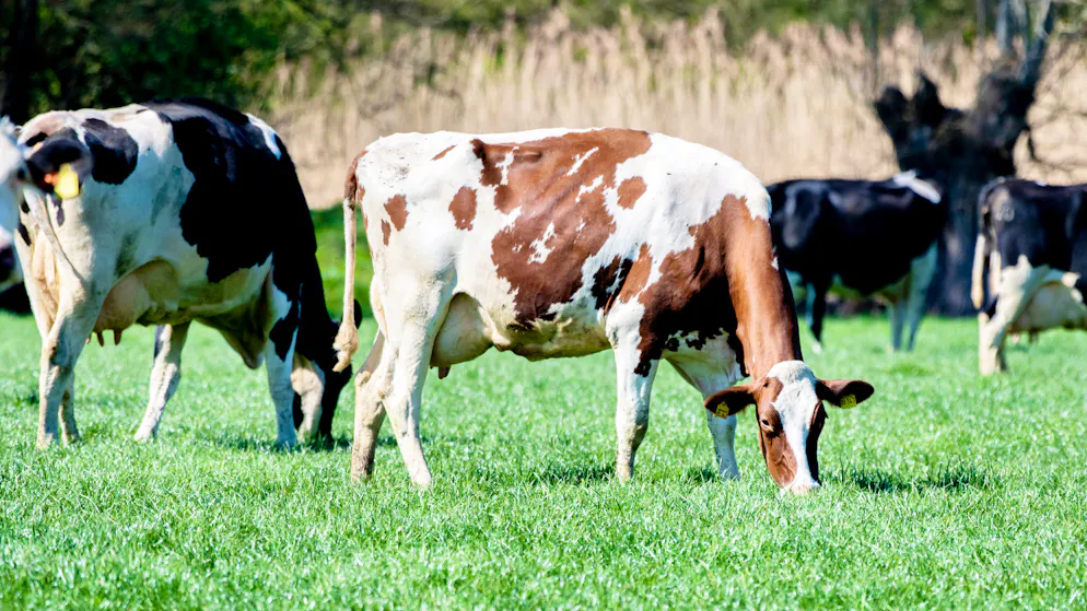 Autriche. Une femme tuée par un troupeau de vaches