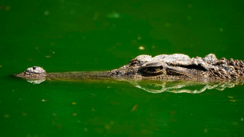 Allagamenti. Mozambico: dopo le inondazioni c'è il pericolo dei coccodrilli in città