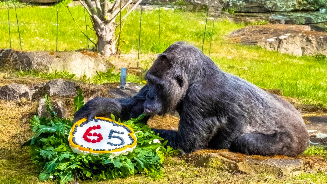 Tier. Auch Zoos haben ein Problem mit Überalterung