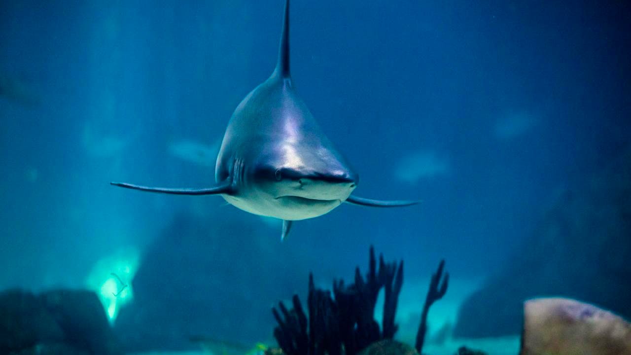 Fossils. Fatal asteroid impact for dinosaurs spared sharks