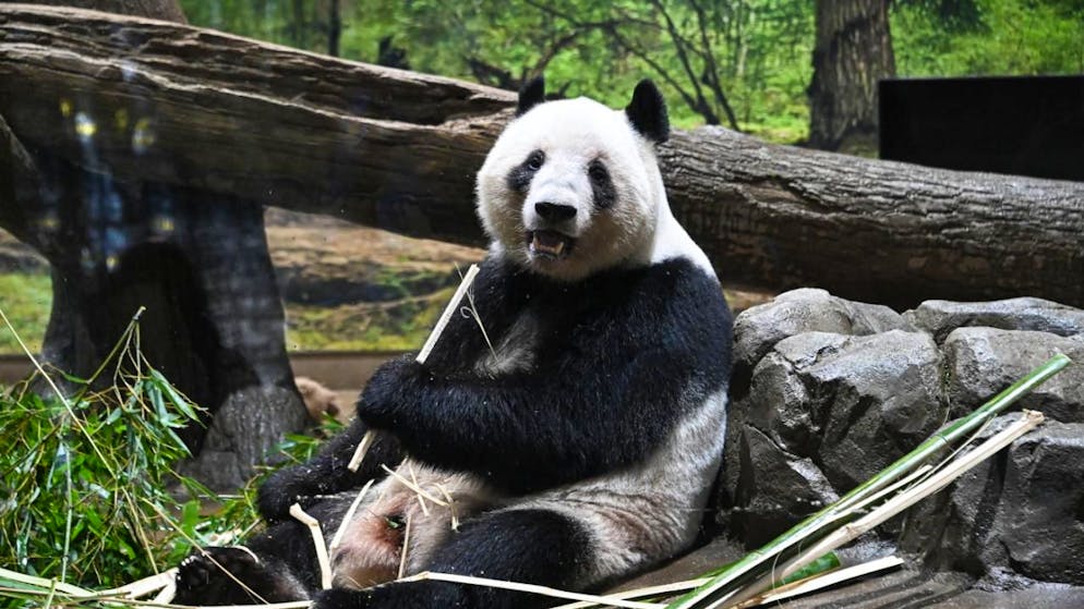 un panda dello zoo di Ueno, a Tokyo