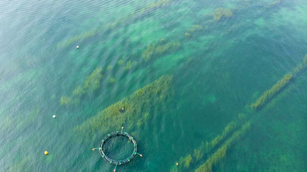 Les plantes aquatiques dans le Léman ont un rôle important pour l'être humain (archives).