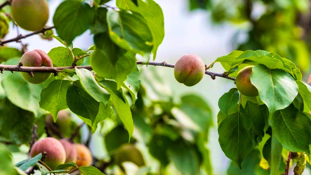 Ten percent of the 29 apricot food samples exceeded the maximum permitted level of pesticides. (archive image)