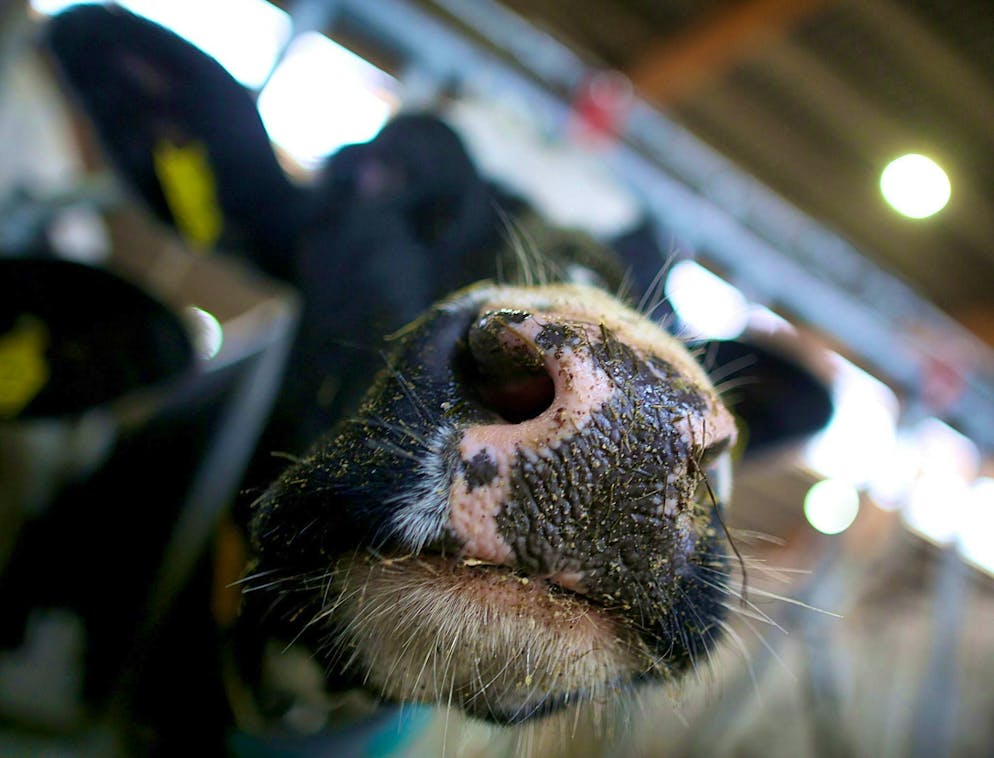 Antibodies against bird flu have been detected in a cow in Europe for the first time.