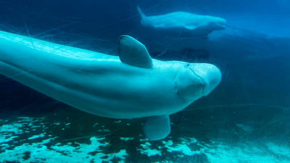 Marineland Canada a été autorisé à vendre ses 30 bélugas à des parcs aquatiques aux Etats-Unis (archives),