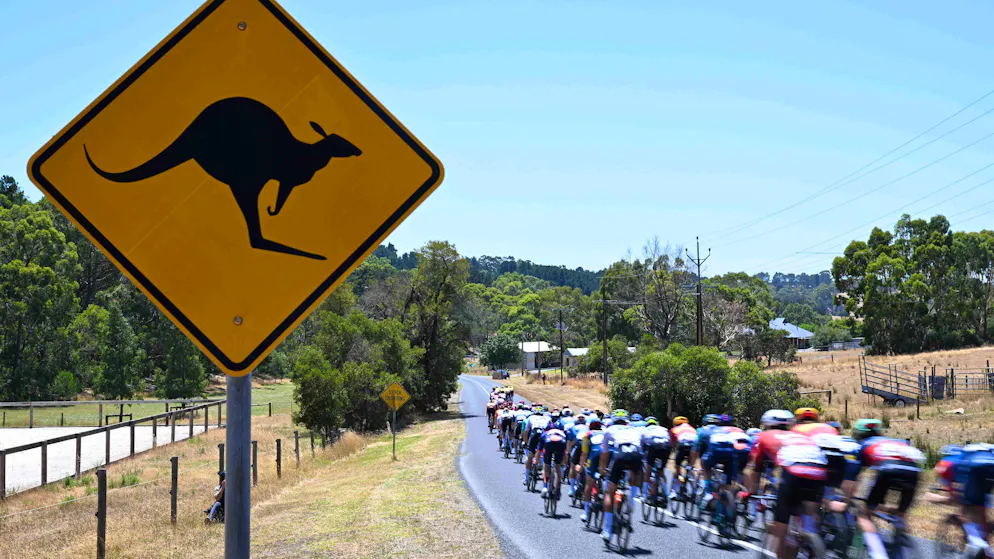 «Comme une partie de flipper». Multiples fractures : un kangourou fait un carnage sur le Tour Down Under