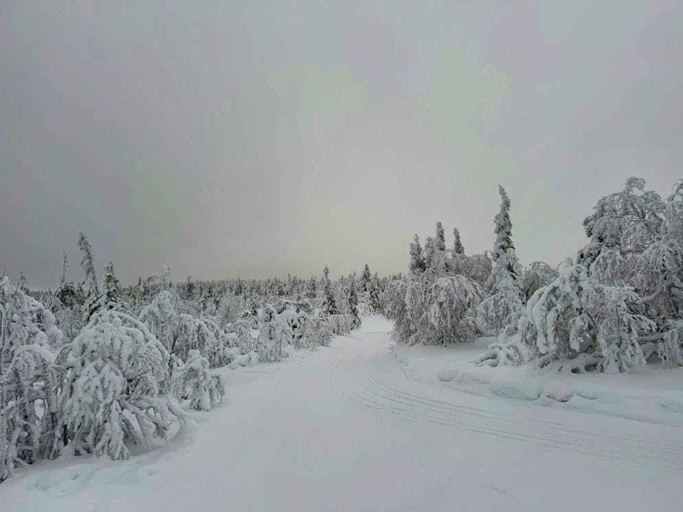 Press trip Finland. The landscape on Kuntivaara mountain.