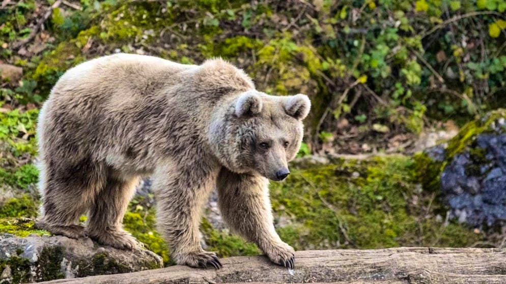 Fat in the fall, lean in the spring: brown bears change greatly over the course of the year. This makes it all the more difficult to distinguish individual bears from one another. (archive picture)