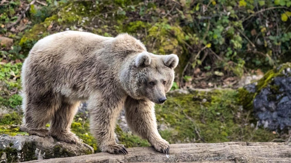 Im Herbst dick, im Frühling mager: Braunbären verändern sich im Jahresverlauf stark. Umso schwieriger ist es, die einzelnen Bären voneinander zu unterscheiden. (Archivbild)