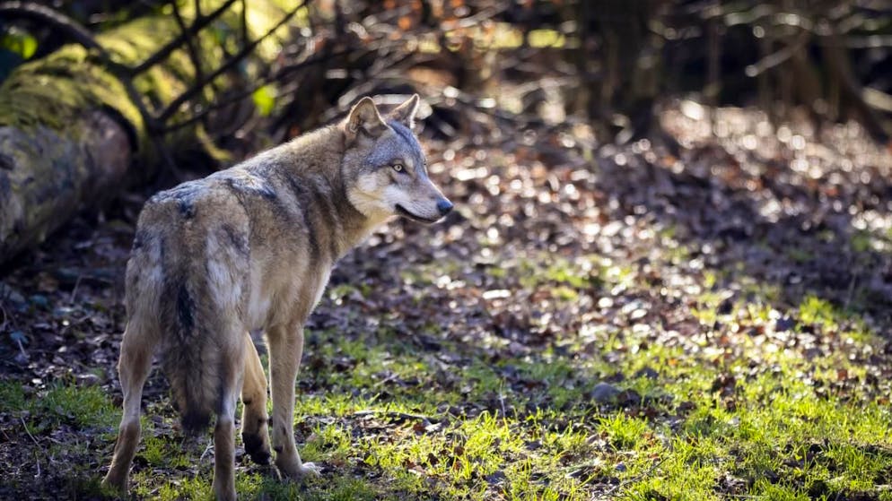 Nel 2025 il lupo ha predato e ucciso 217 animali da reddito nei Grigioni. (immagine simbolica)