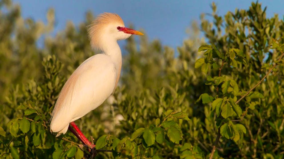 The H5N1 bird flu virus has been detected in a cattle egret in Ticino.