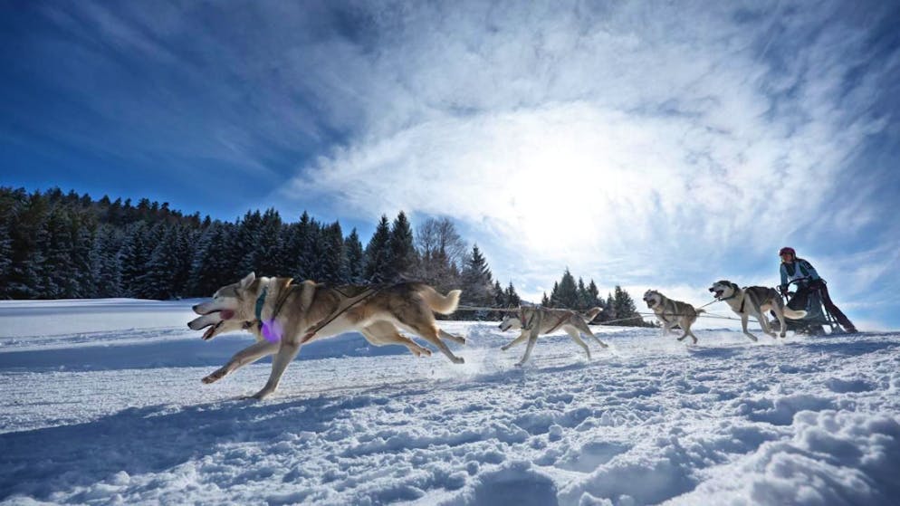 Eine Teilnehmerin des Internationalen Schlittenhunderennens zieht mit ihrem Gespann im Ortsteil Unterjoch durch die schneebedeckte Landschaft. Foto: Karl-Josef Hildenbrand/dpa