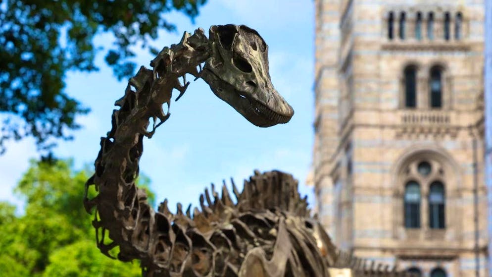 Young sauropods were at the mercy of carnivorous dinosaurs. (archive picture)
