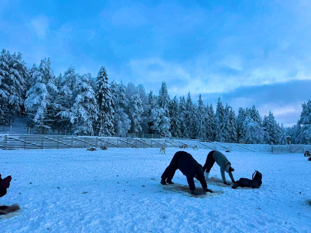 The yoga lasts around an hour and takes place in the enclosure.
