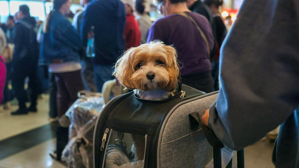 Le infrazioni si accumulano. Passeggero di Swiss fa uscire il cane dal trasportino, multato per quasi 800 franchi
