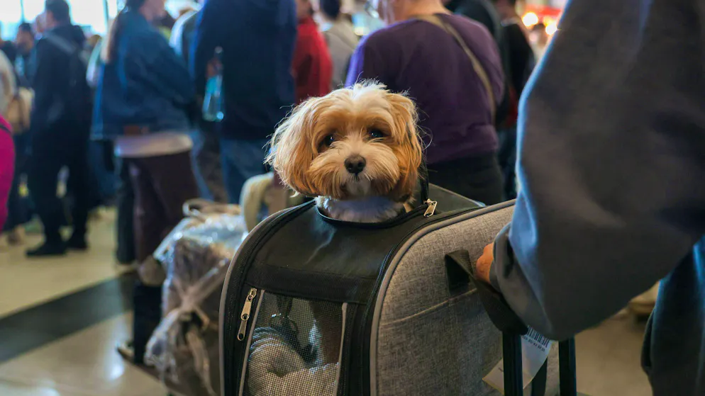 Chiunque viaggi in aereo con un cane o un gatto deve rispettare le regole.