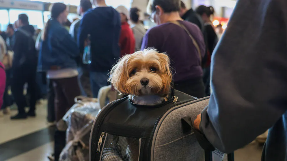 Violations pile up. Unruly Swiss passenger lets dog out of transport box - CHF 791 fine