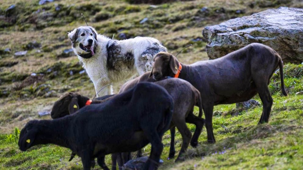 Nature conservation organizations rely on herd protection, such as here with livestock guarding dogs, instead of wolf culls. (archive picture)