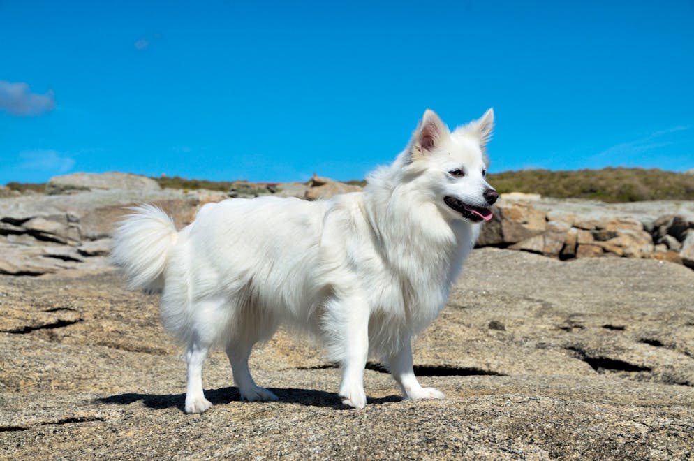 Loulou de Poméranie model released