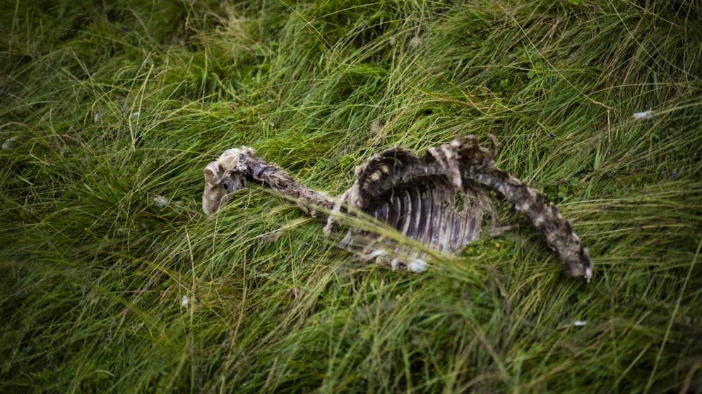 Obwohl die Wölfe auch in der Waadt reguliert werden, nahmen die Nutztierrisse nicht merklich ab. Die Behörden wollen dies nun untersuchen. (Symbolbild)