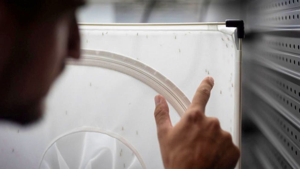 L'innovazione si sviluppa meglio senza interventi statali diretti, argomenta Avenir Suisse.