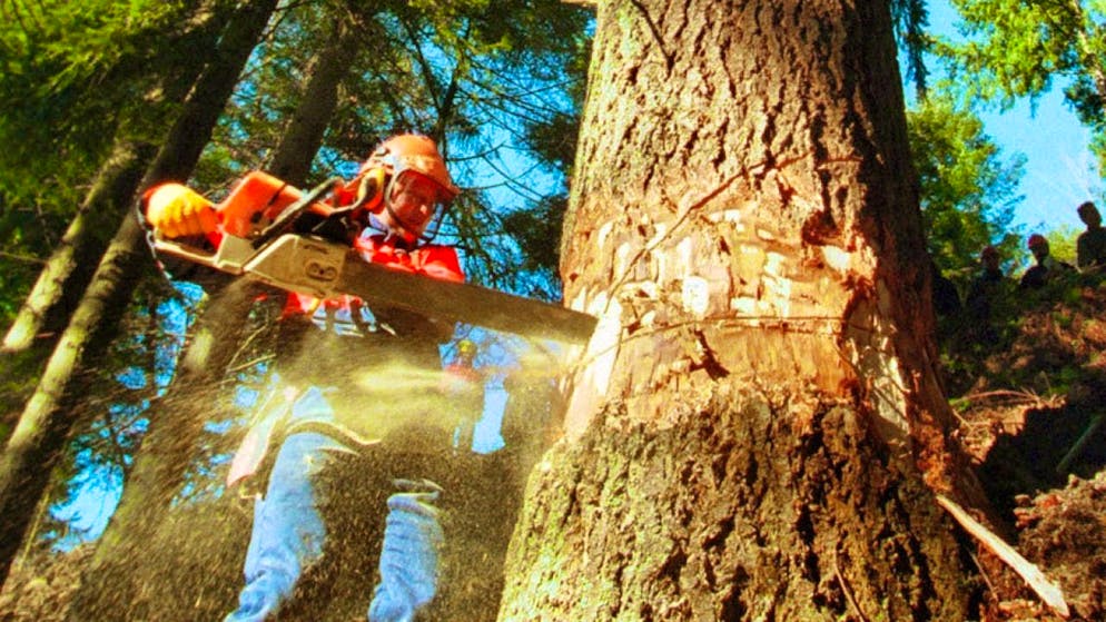 A man has died during forestry work. (symbolic image)