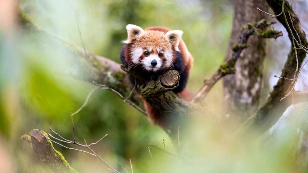 Der Zoo Zürich hofft auf Nachwuchs beim Kleinen Panda.