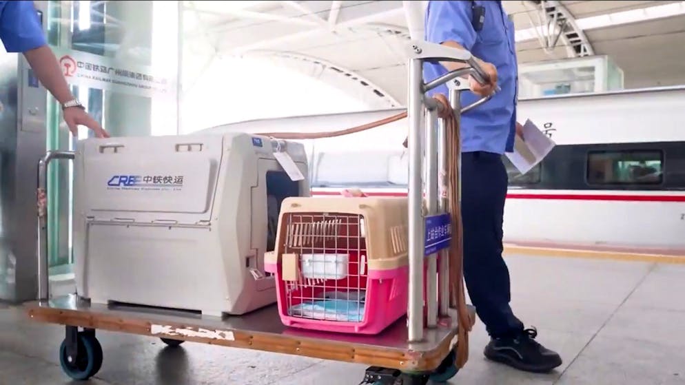 Neue Service-Idee zum Neujahrsfest. Mit Büsi im Schnellzug – China testet Haustier-Innovation