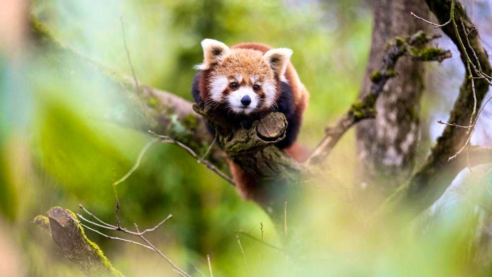 Zurich Zoo is hoping for offspring in the lesser panda.