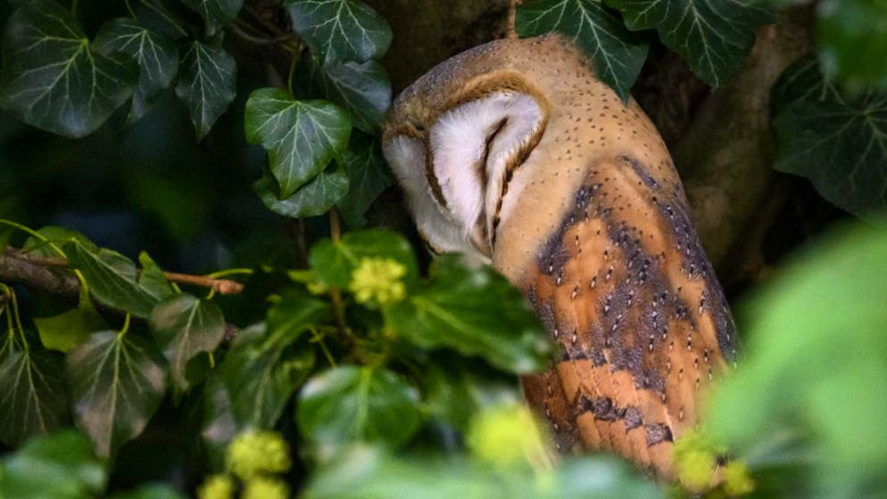 Die Jungvögel der Schleiereulenpaare, die am besten zusammenarbeiten, haben laut einer neuen Studie bessere Chancen, flügge zu werden. (Archivbild)