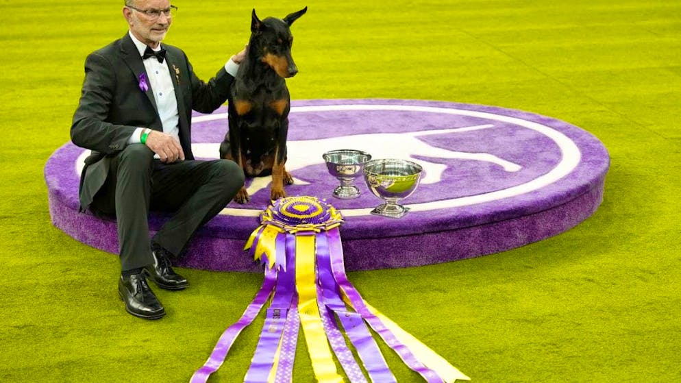 dpatopictures - Doberman "Penny" with handler Andy Linton. Photo: Yuki Iwamura/AP/dpa